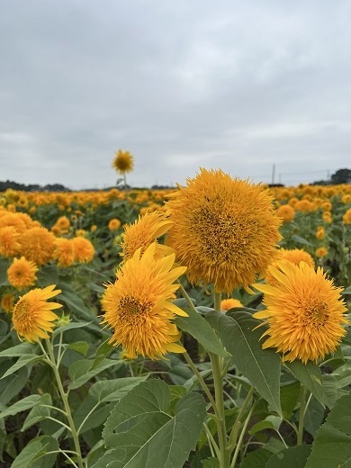 八重ひまわりの画像